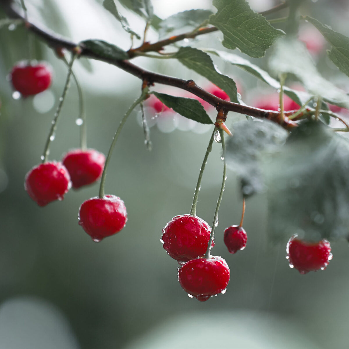 Kirschen hängend im Baum mit Regentropfen