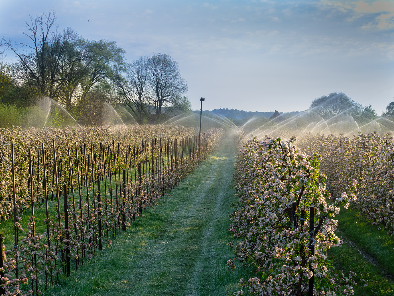 Beregnungsanlage zum Schutz der Apfelblüten vor Frost