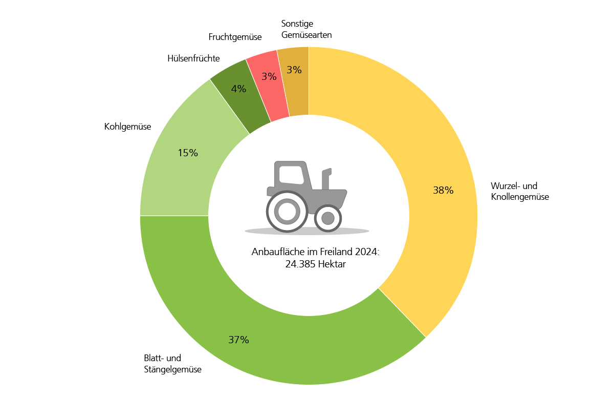 Insgesamt auf 24.385 Hektar wurde Gemüse angebaut, davon 37% Blatt- und Stängelgemüse und 15% Kohlgemüse. An erster Stelle steht Wurzel- und Knollengemüse mit 38%.