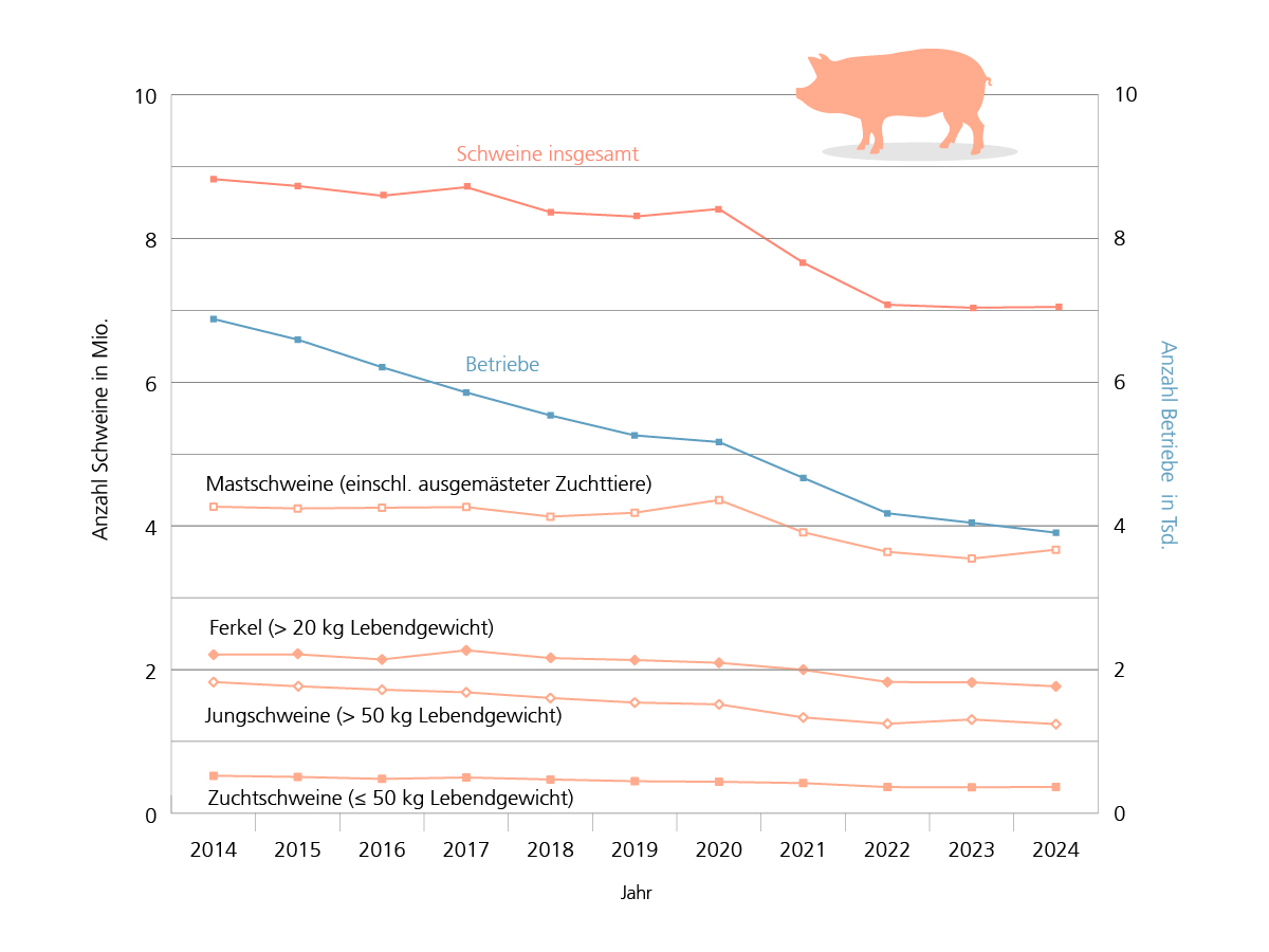 Entwicklung der Schweinehaltung in Niedersachsen von 2014 bis 2024. Der deutliche Trend ist ein Rückgang an Tieren sowie Betrieben. Insbesondere ab dem Jahr 2020 bedingt durch Covid19-Pandemie und Afrikanische Schweinepest ging der Bestand stark zurück.