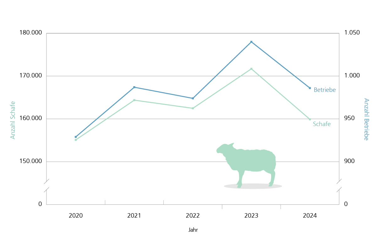 Betriebe mit Schafhaltung und Anzahl der Tiere von 2020 bis 2024. Zunahme von Betrieben und Tieren nach 2020. Zum Jahr 2024 jedoch wieder ein starker Rückgang.