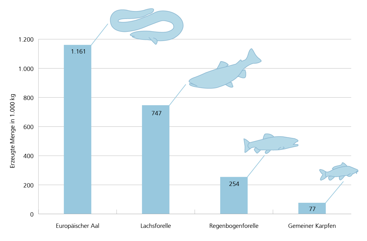 Erzeugung in Aquakultur im Jahr 2023: An erster Stelle Europäischer Aal (1.160.580 kg), gefolgt von Lachsforelle (746.620 kg) und Regenbogenforelle (254.047 kg), Gemeiner Karpfen: 77.026 kg.