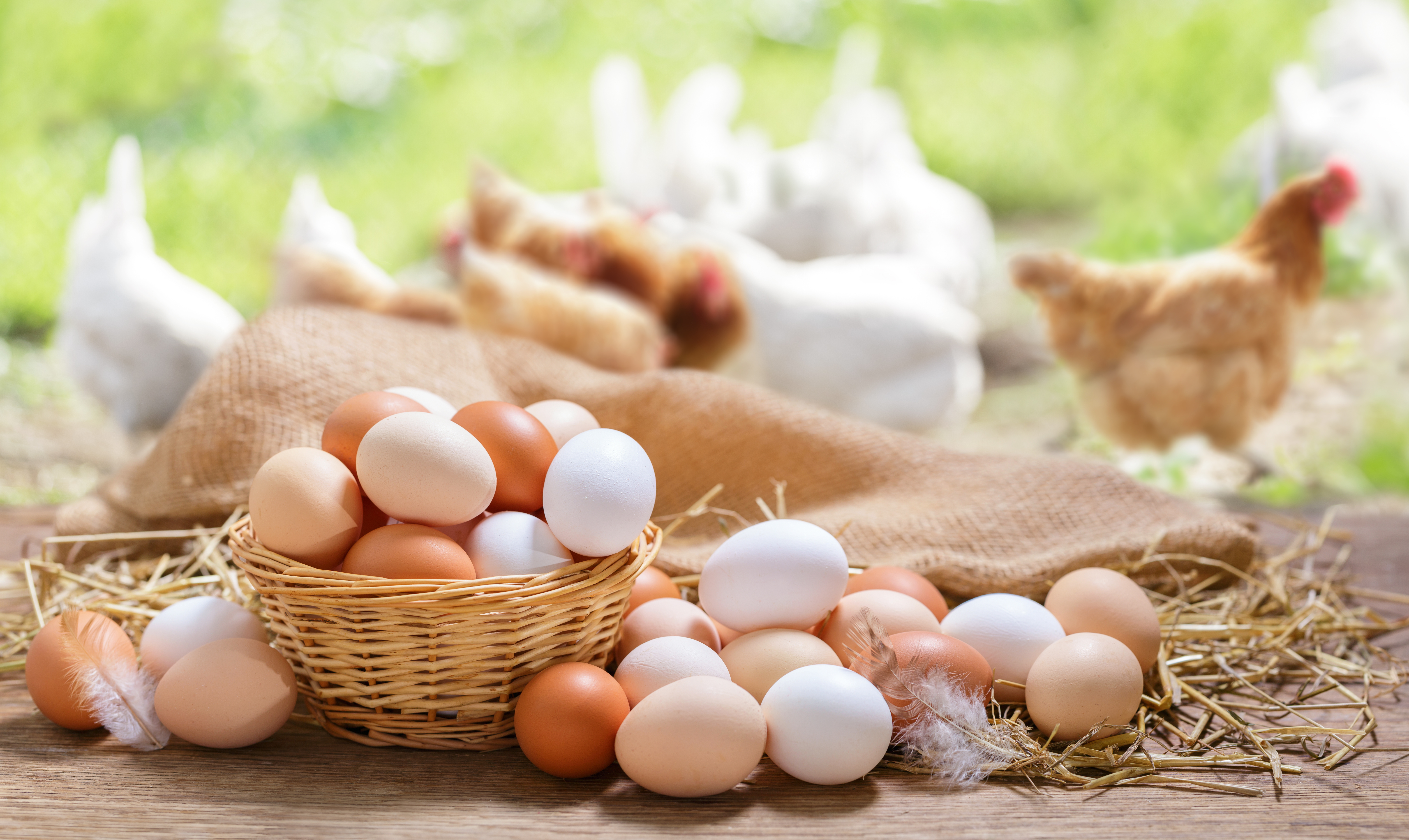 Tiere und tierische Erzeugung in Niedersachsen 2024 – Jahresrückblick Teil 3